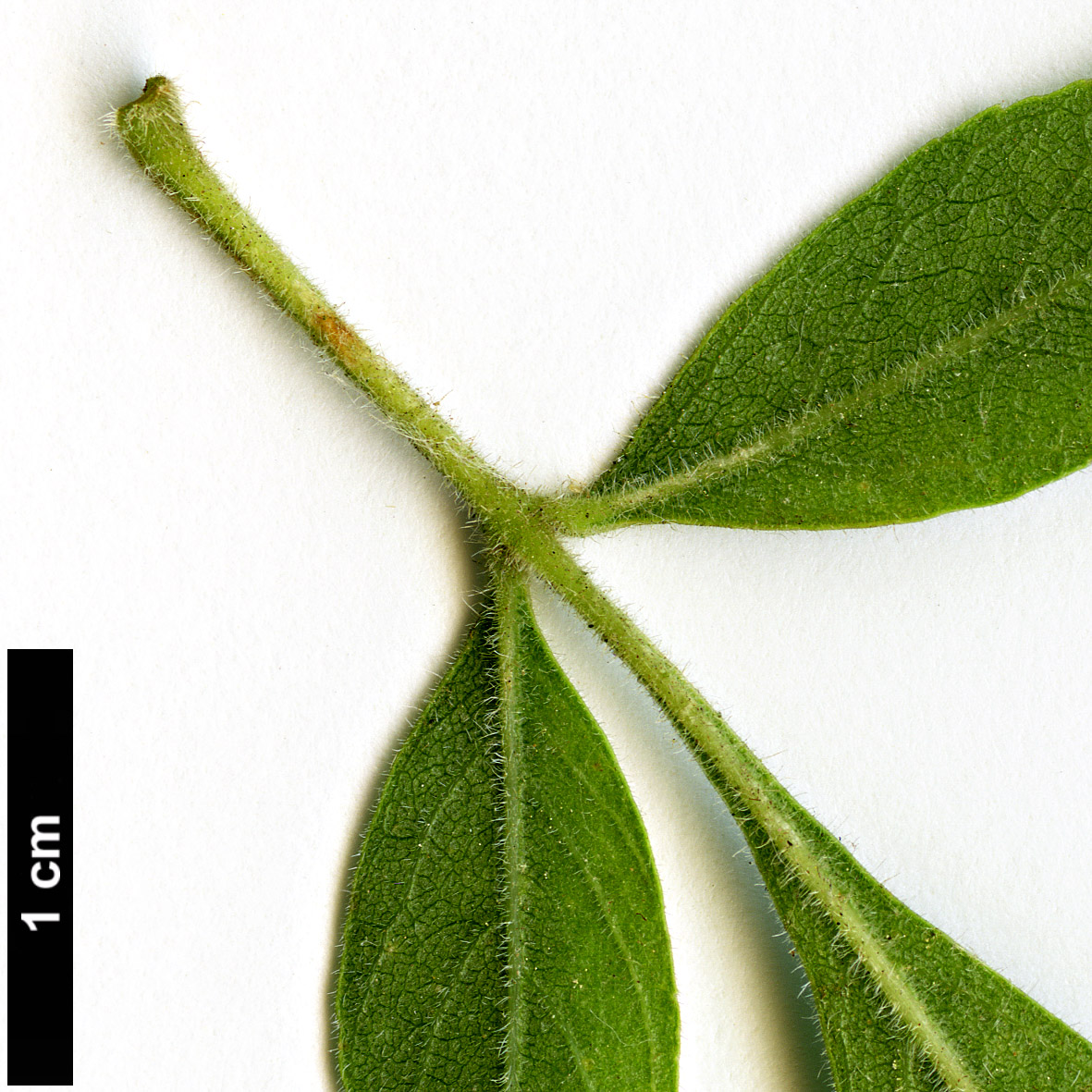 High resolution image: Family: Oleaceae - Genus: Fraxinus - Taxon: velutina - SpeciesSub: var. toumeyi 
